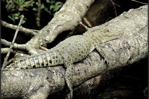 Daintree Rainforest, Cape Tribulation, Mossman Gorge In A Day - Darwin Tourism 4