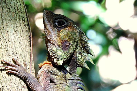 Daintree Rainforest, Cape Tribulation, Mossman Gorge In A Day - Darwin Tourism 8