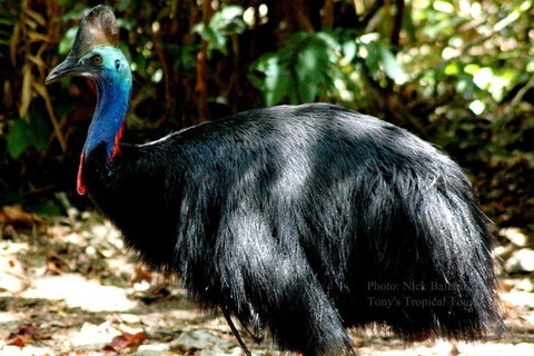 Daintree Rainforest, Cape Tribulation, Mossman Gorge In A Day - Darwin Tourism 3