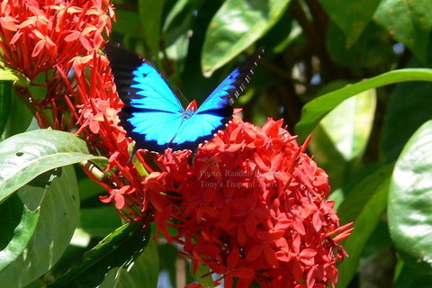 Daintree Rainforest, Cape Tribulation, Mossman Gorge In A Day - Darwin Tourism 9