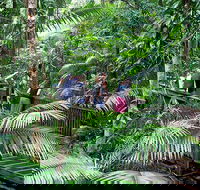 Full Day Daintree Rainforest and Mossman Gorge Tour - Darwin Tourism