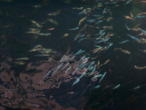 Great Barrier Reef Day Cruise To Reefworld - Darwin Tourism 17