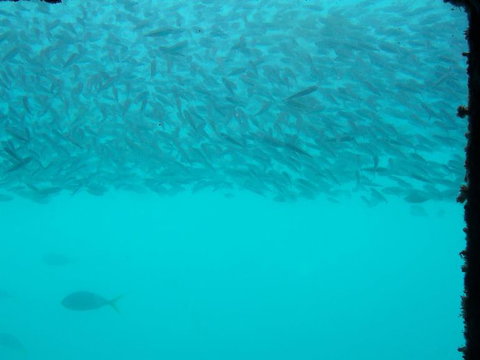 Great Barrier Reef Day Cruise To Reefworld - Darwin Tourism 10