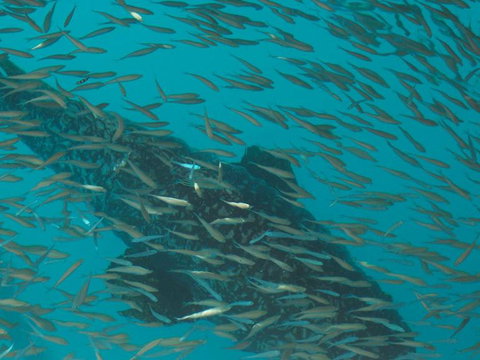 Great Barrier Reef Day Cruise To Reefworld - Darwin Tourism 2