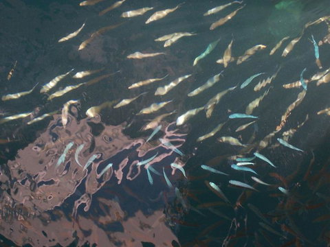 Great Barrier Reef Day Cruise To Reefworld - Darwin Tourism 18