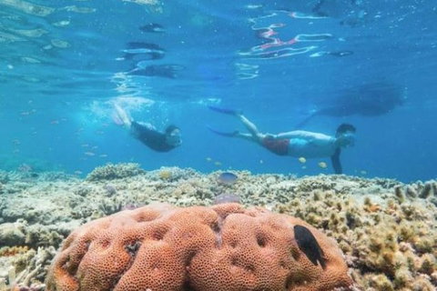 Great Barrier Reef Day Cruise To Reefworld - Darwin Tourism 23