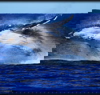 Whale Watching Cruise from Redcliffe Brisbane or the Sunshine Coast - Darwin Tourism