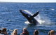 Whale Watching Cruise From Redcliffe, Brisbane Or The Sunshine Coast - thumb 11