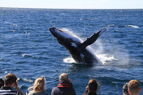 Whale Watching Cruise From Redcliffe, Brisbane Or The Sunshine Coast - Darwin Tourism 11