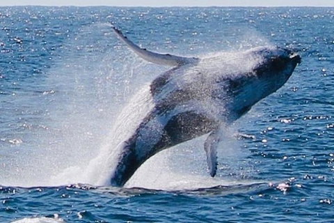 Whale Watching Cruise From Redcliffe, Brisbane Or The Sunshine Coast - Darwin Tourism 9