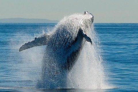 Whale Watching Cruise From Redcliffe, Brisbane Or The Sunshine Coast - Darwin Tourism 10