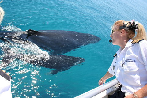 Whale Watching Cruise From Redcliffe, Brisbane Or The Sunshine Coast - Darwin Tourism 1