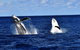 Whale Watching Cruise From Redcliffe, Brisbane Or The Sunshine Coast - thumb 5