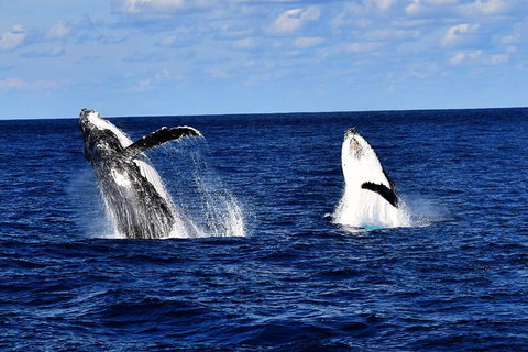 Whale Watching Cruise From Redcliffe, Brisbane Or The Sunshine Coast - Darwin Tourism 5