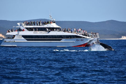 Whale Watching Cruise From Redcliffe, Brisbane Or The Sunshine Coast - Darwin Tourism 2