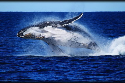 Whale Watching Cruise From Redcliffe, Brisbane Or The Sunshine Coast - Darwin Tourism 8