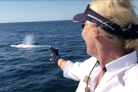 Whale Watching Cruise From Redcliffe, Brisbane Or The Sunshine Coast - Darwin Tourism 4