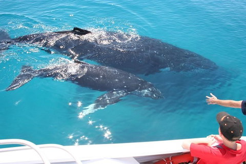 Whale Watching Cruise From Redcliffe, Brisbane Or The Sunshine Coast - Darwin Tourism 3