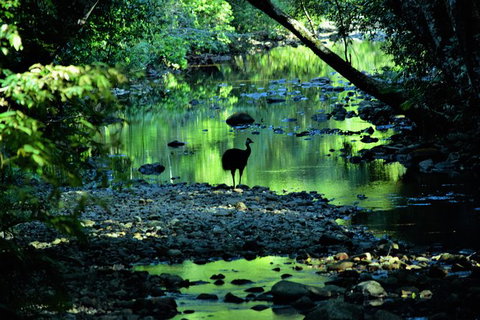 Daintree - Cape Tribulation & Atherton Tablelands Tours From Port Douglas - Darwin Tourism 1
