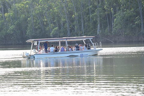 Daintree - Cape Tribulation & Atherton Tablelands Tours From Port Douglas - Darwin Tourism 16