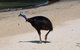 Daintree - Cape Tribulation & Atherton Tablelands Tours From Port Douglas - thumb 17