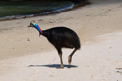 Daintree - Cape Tribulation & Atherton Tablelands Tours From Port Douglas - Darwin Tourism 17