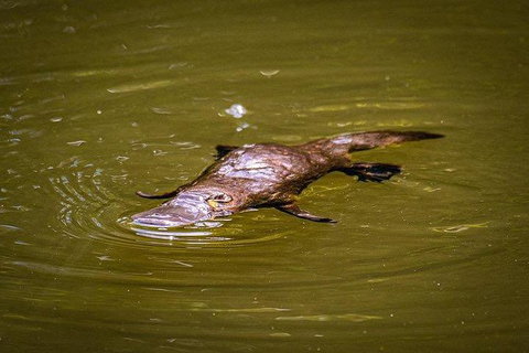 Daintree - Cape Tribulation & Atherton Tablelands Tours From Port Douglas - Darwin Tourism 27