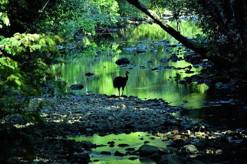 Daintree - Cape Tribulation & Atherton Tablelands Tours From Port Douglas - Darwin Tourism 26
