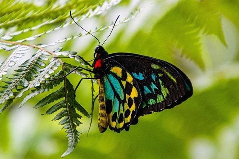 Daintree - Cape Tribulation & Atherton Tablelands Tours From Port Douglas - Darwin Tourism 19