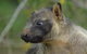 Daintree - Cape Tribulation & Atherton Tablelands Tours From Port Douglas - thumb 8