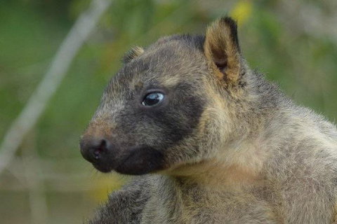 Daintree - Cape Tribulation & Atherton Tablelands Tours From Port Douglas - Darwin Tourism 8