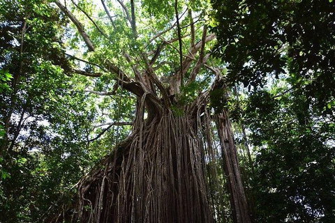 Daintree - Cape Tribulation & Atherton Tablelands Tours From Port Douglas - Darwin Tourism 20