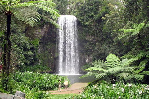 Daintree - Cape Tribulation & Atherton Tablelands Tours From Port Douglas - Darwin Tourism 12
