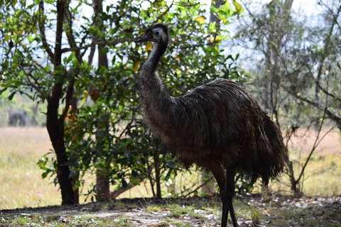 Daintree - Cape Tribulation & Atherton Tablelands Tours From Port Douglas - Darwin Tourism 29