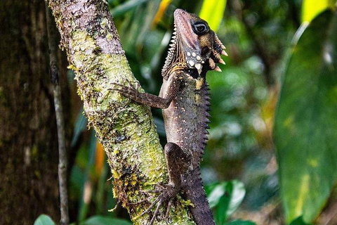 Daintree - Cape Tribulation & Atherton Tablelands Tours From Port Douglas - Darwin Tourism 7