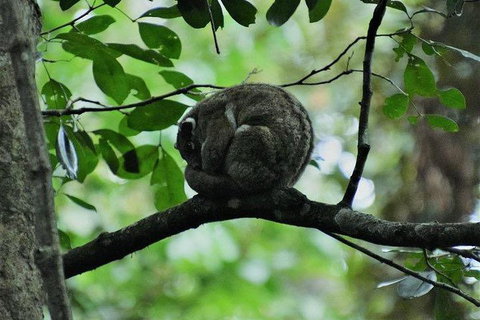 Daintree - Cape Tribulation & Atherton Tablelands Tours From Port Douglas - Darwin Tourism 11