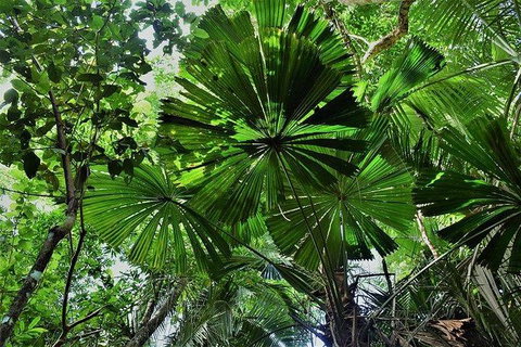 Daintree - Cape Tribulation & Atherton Tablelands Tours From Port Douglas - Darwin Tourism 22