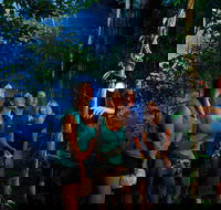 Daintree Rainforest Night Walk from Cape Tribulation - Darwin Tourism
