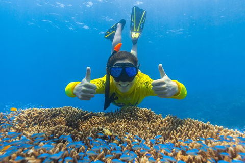 Ocean Safari Great Barrier Reef Experience In Cape Tribulation - Darwin Tourism 5
