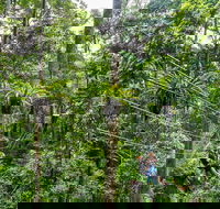 Cape Tribulation and Jungle Surfing Adventure Day from Port Douglas - Darwin Tourism