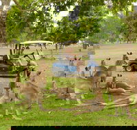 Small-Group Wildlife and Rainforest Tour from Port Douglas - Darwin Tourism
