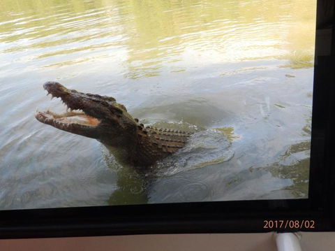 Hartley's Crocodile Adventures Day Trip From Cairns - Darwin Tourism 4