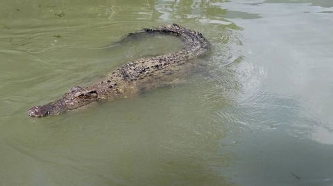 Hartley's Crocodile Adventures Day Trip From Cairns - Darwin Tourism 10