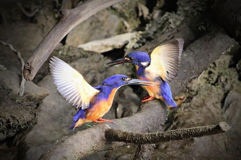 Daintree River Sunset Cruise - Darwin Tourism 1