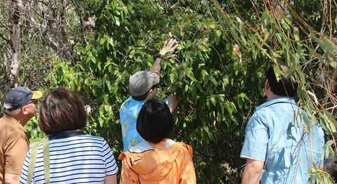 Magnetic Island Tour: Maggie Comprehensive - Darwin Tourism 6