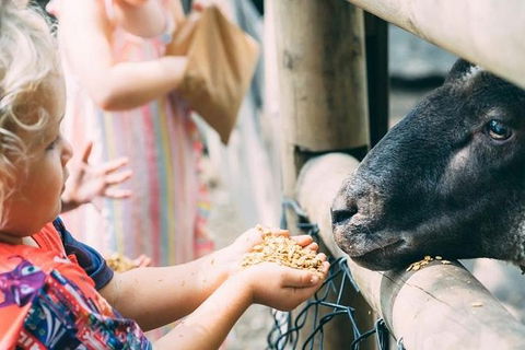 Tropical Fruit World With Wildlife Boat Cruise From Gold Coast - Darwin Tourism 12