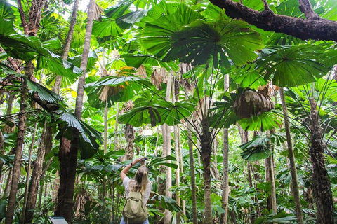 Cape Tribulation, Daintree Rainforest And Wildlife Tour - Darwin Tourism 0