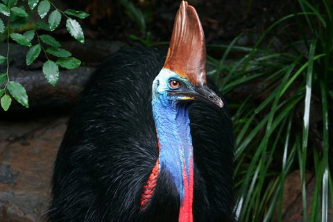 Cape Tribulation, Daintree Rainforest And Wildlife Tour - Darwin Tourism 1