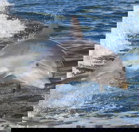 Noosa Oceanrider Scenic Dolphin Safari - Darwin Tourism