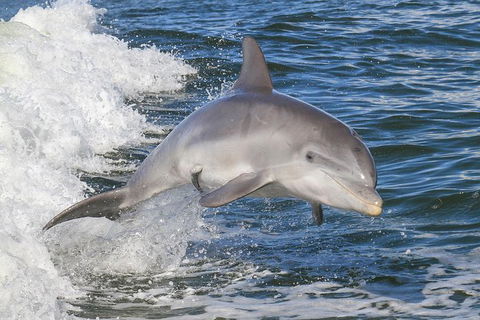 Noosa Oceanrider Scenic Dolphin Safari - Darwin Tourism 0